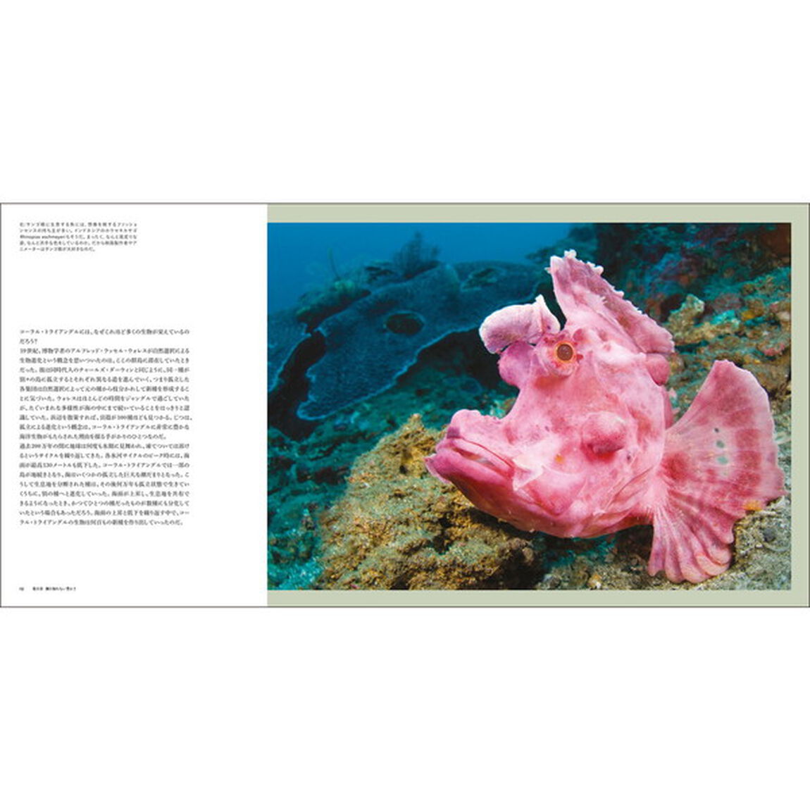 すばらしい海洋生物の世界