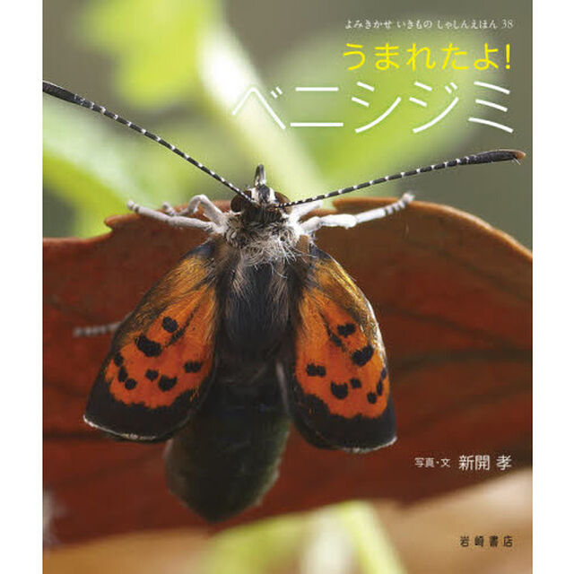 うまれたよ！ベニシジミ