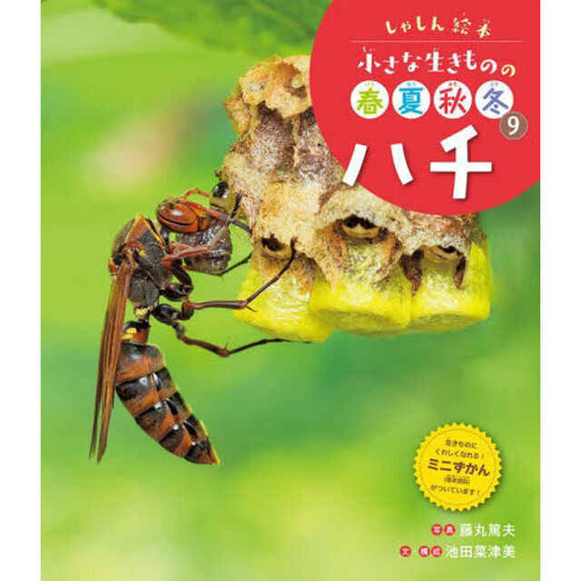 小さな生きものの春夏秋冬　しゃしん絵本　９「ハチ」