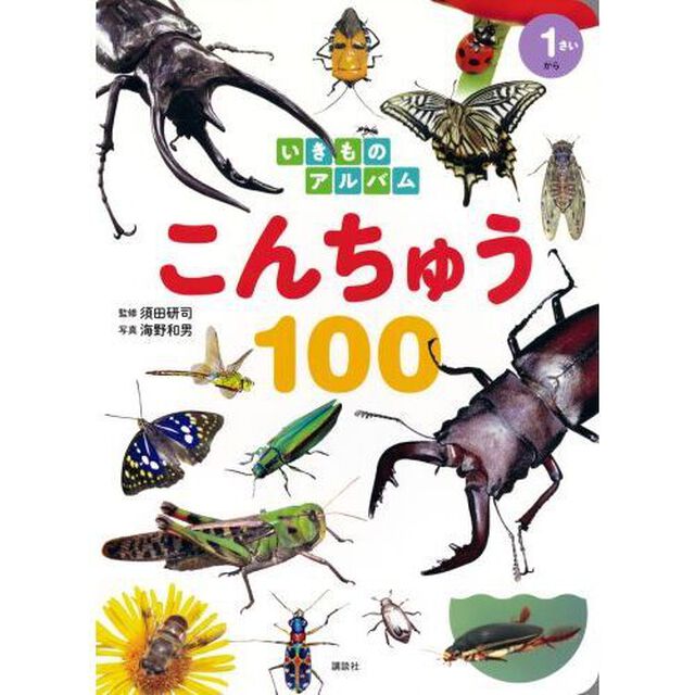 こんちゅう１００