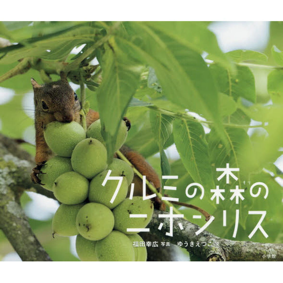 クルミの森のニホンリス