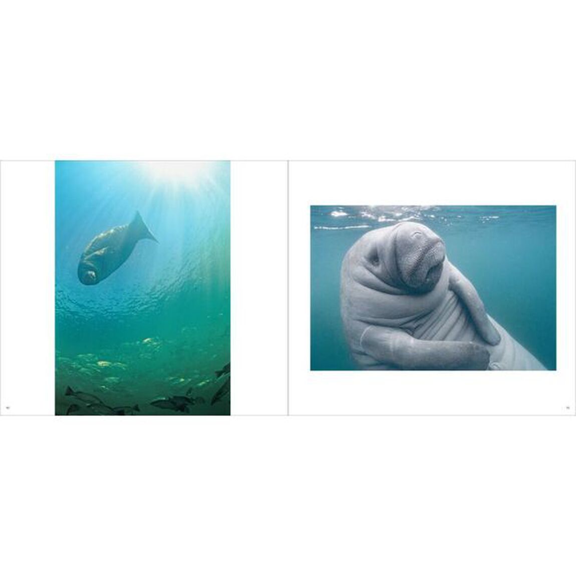 マナティとぼく　Ｌｉｆｅ　ｗｉｔｈ　Ｍａｎａｔｅｅｓ