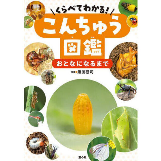くらべてわかる！こんちゅう図鑑　〔３〕「おとなになるまで」