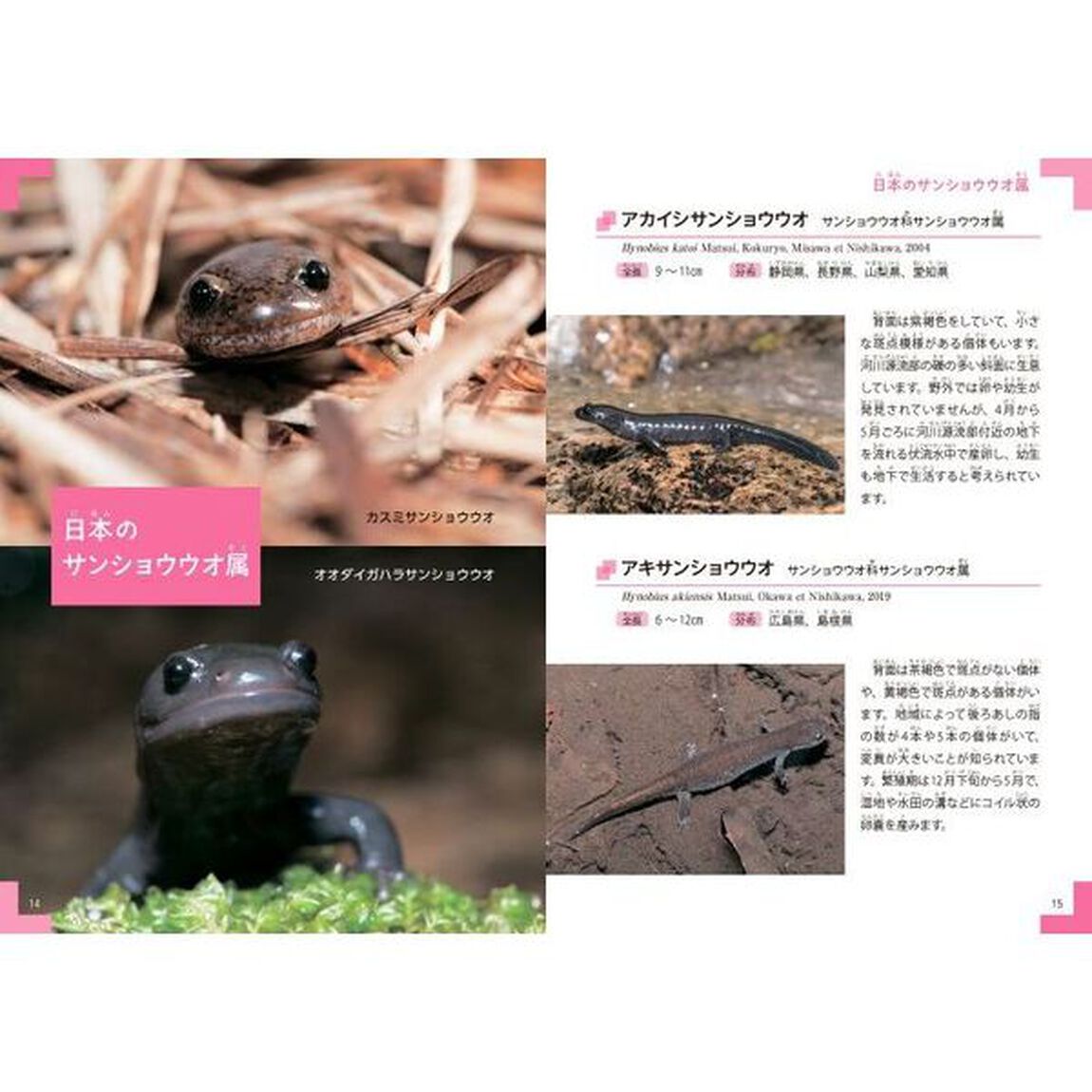 はっけん！小型サンショウウオ