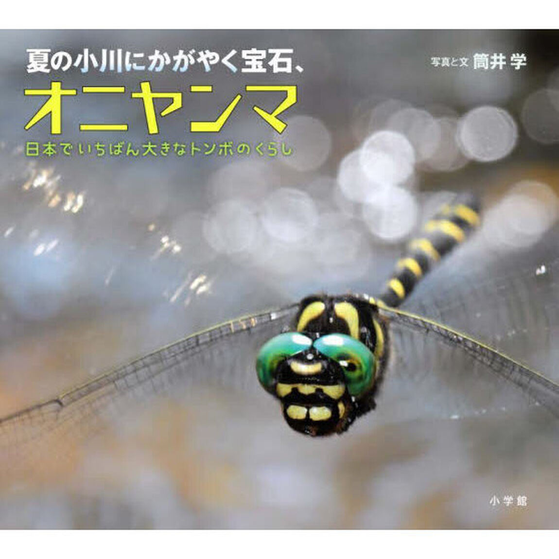 夏の小川にかがやく宝石、オニヤンマ　日本でいちばん大きなトンボのくらし