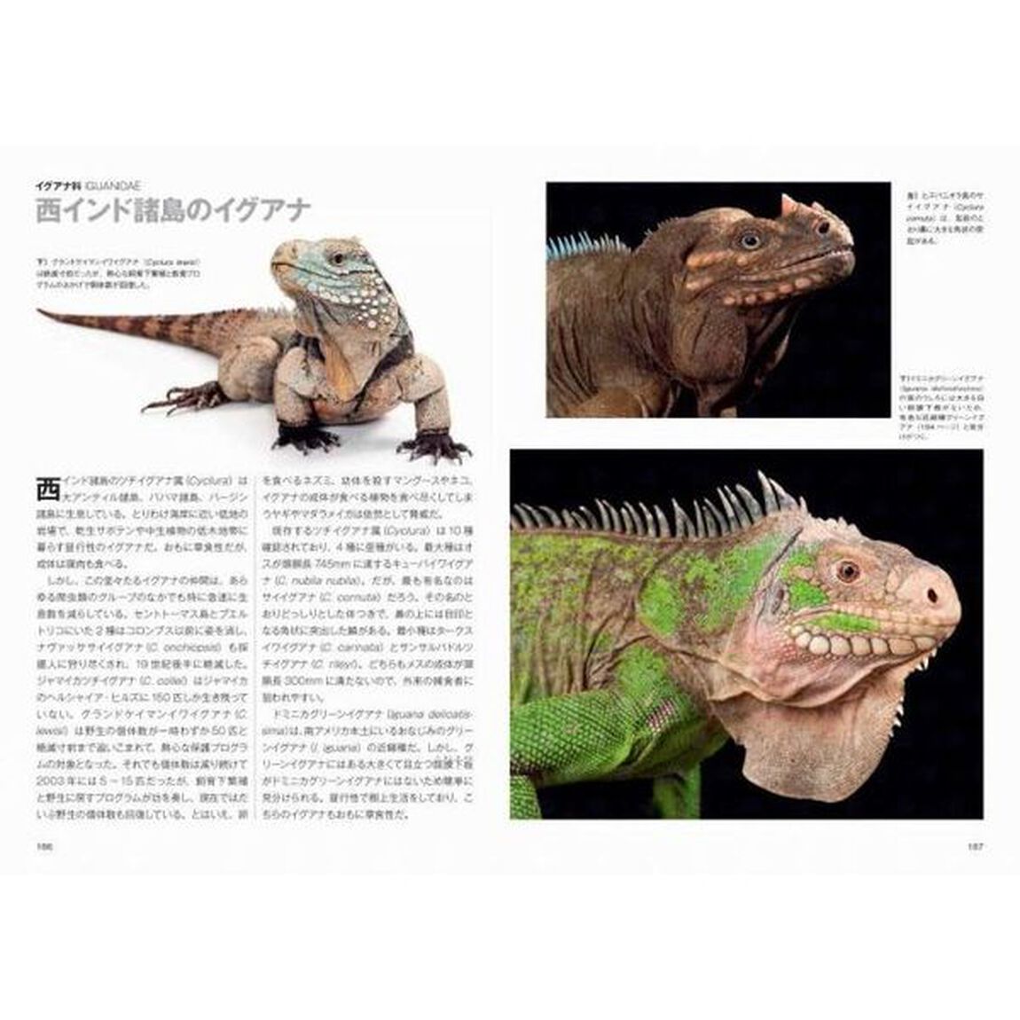 トカゲ大全