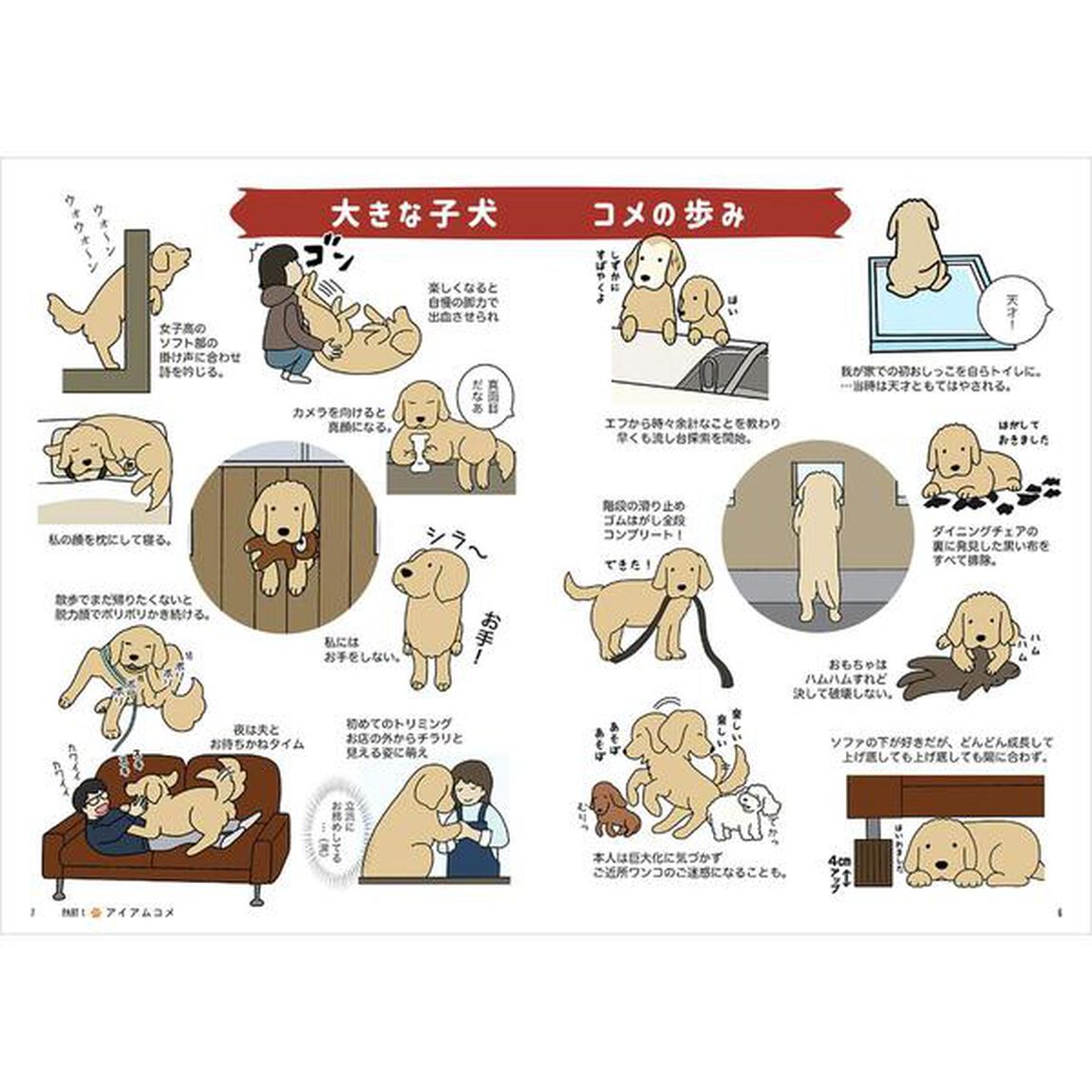 ゴールデンレトリバーのエフとコメとのもっと楽しい暮らし