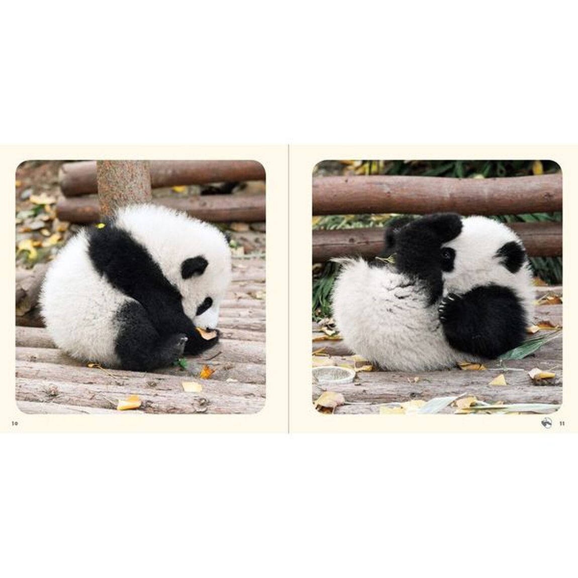 まるパン　まんまるパンダ