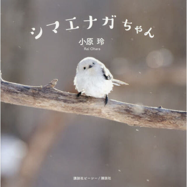 シマエナガちゃん