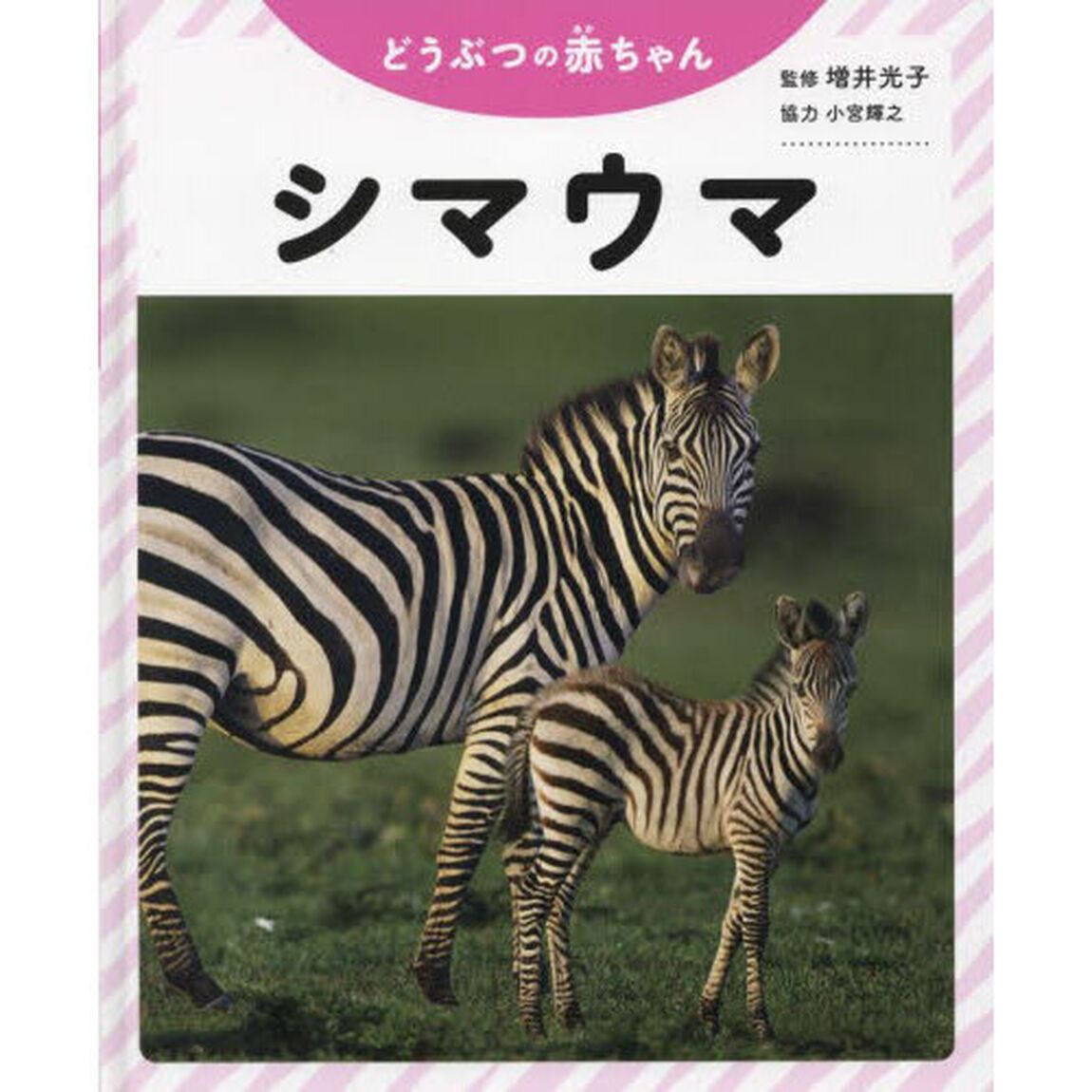 シマウマ