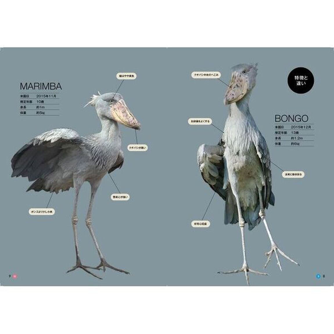 ハシビロコウのボンゴとマリンバ PHOTO BOOK
