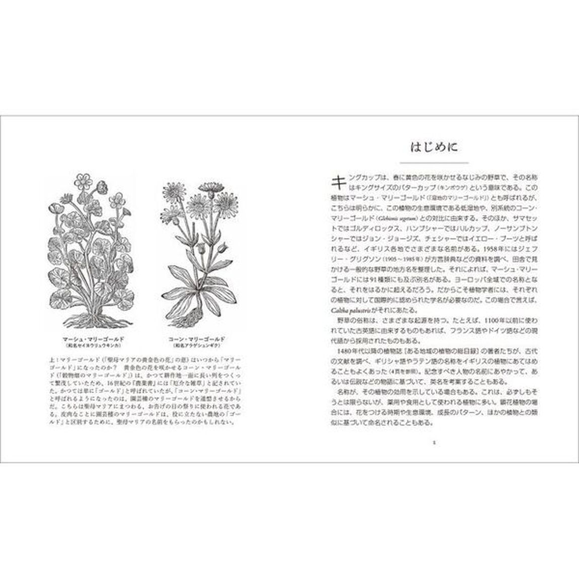 イギリスの美しい野の花　名前の由来と伝承