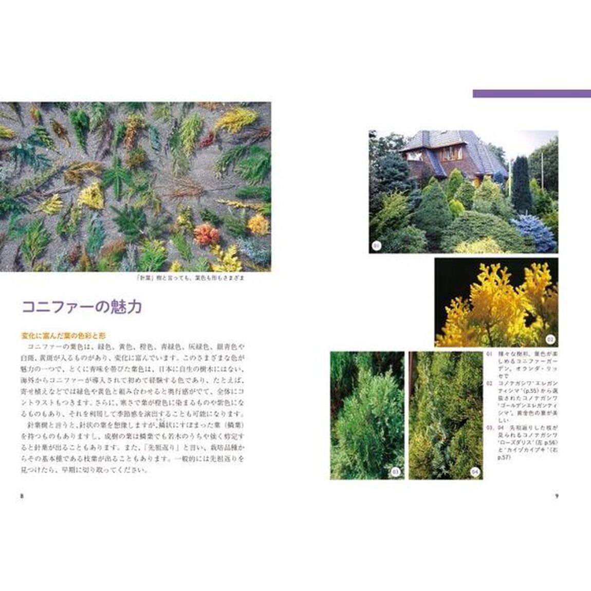 コニファー楽しみ方と育て方