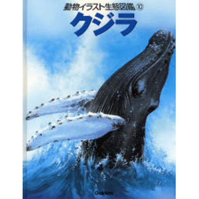 動物イラスト生態図鑑　１０「クジラ」