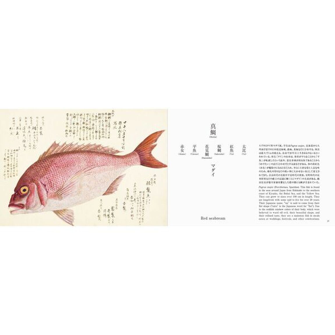 美し、をかし、和名由来の江戸魚図鑑