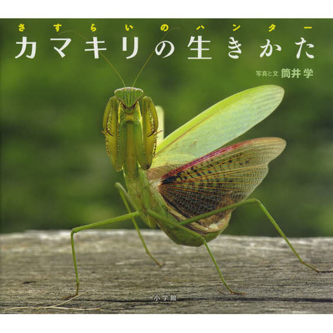 カマキリの生きかた　さすらいのハンター