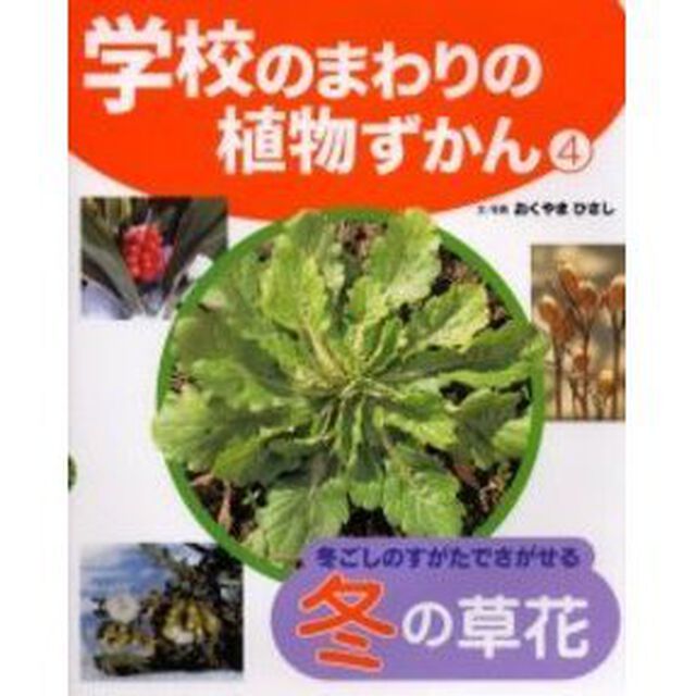 学校のまわりの植物ずかん　４「冬ごしのすがたでさがせる冬の草花」