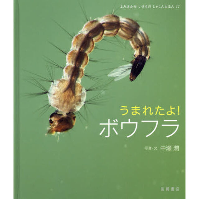 うまれたよ！ボウフラ
