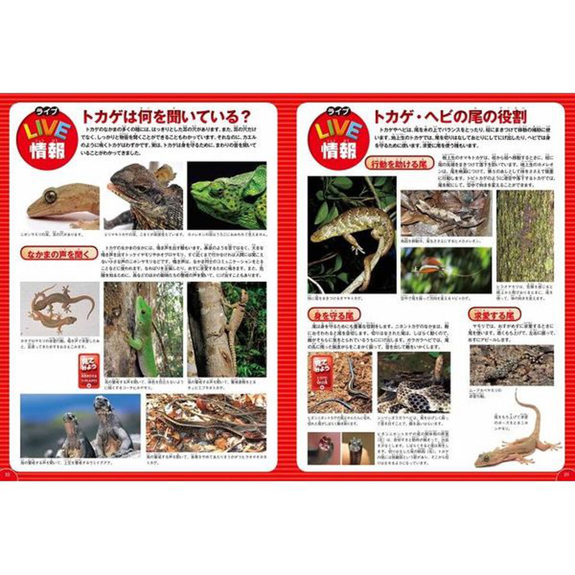 学研の図鑑ＬＩＶＥ　爬虫類・両生類