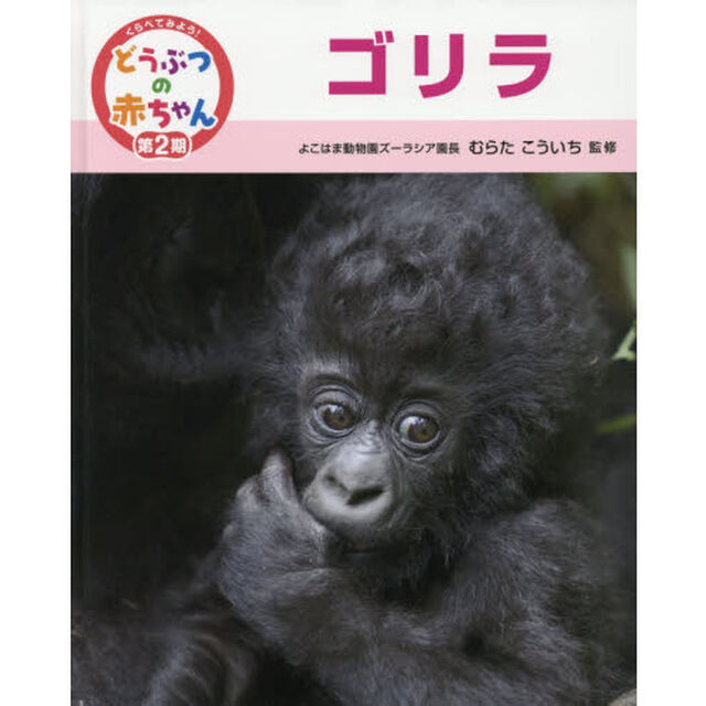 くらべてみよう！どうぶつの赤ちゃん　１１「ゴリラ」