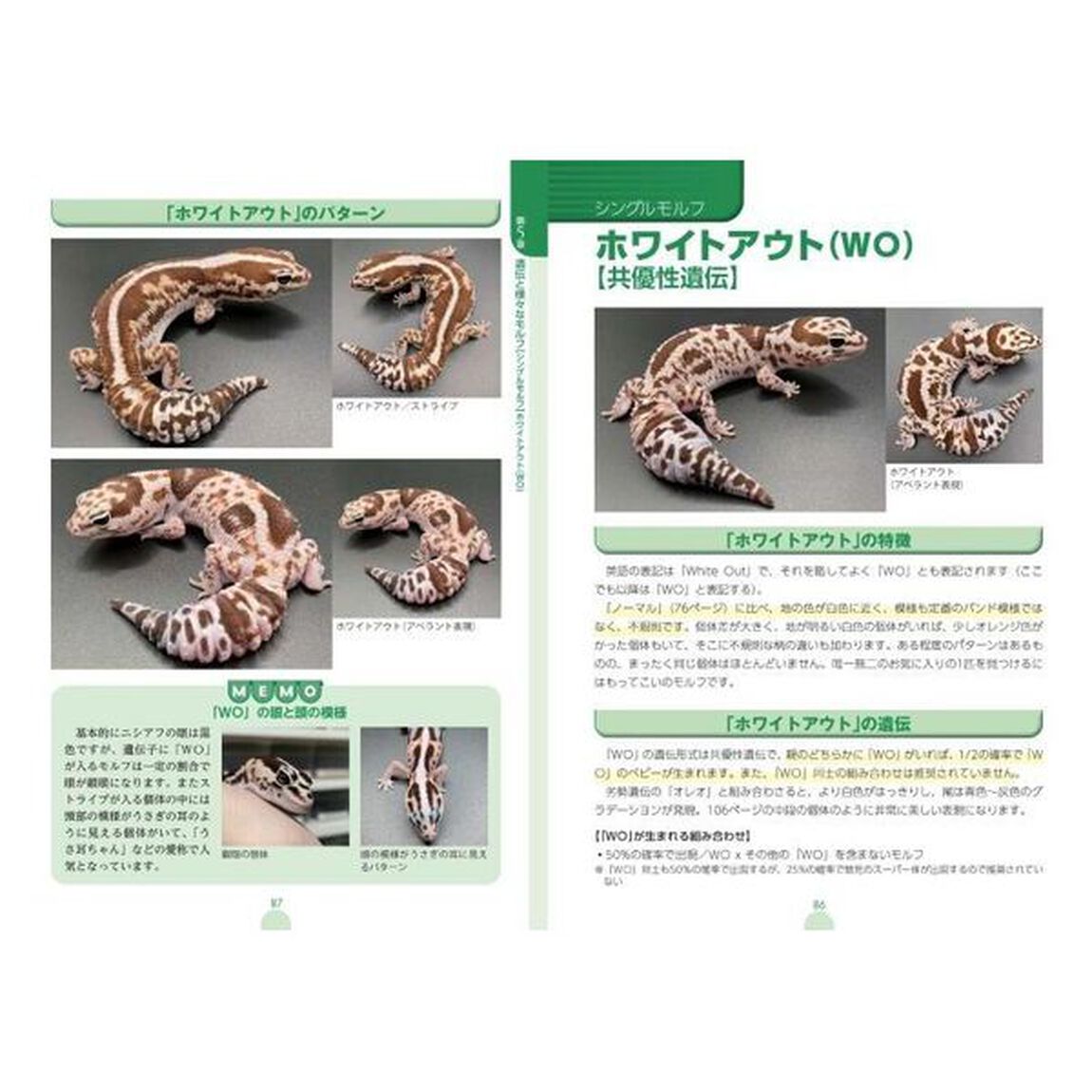 ニシアフリカトカゲモドキ大全　飼育・繁殖の基本から多彩なモルフまでよくわかる
