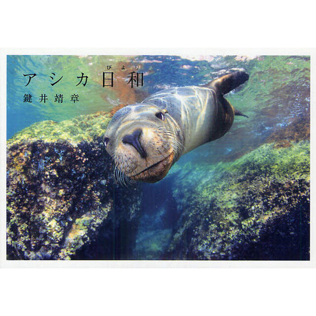 アシカ日和