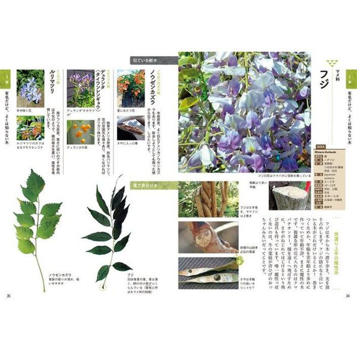 散歩で見かける樹木の見分け方図鑑　見て、嗅いで、触って楽しむ