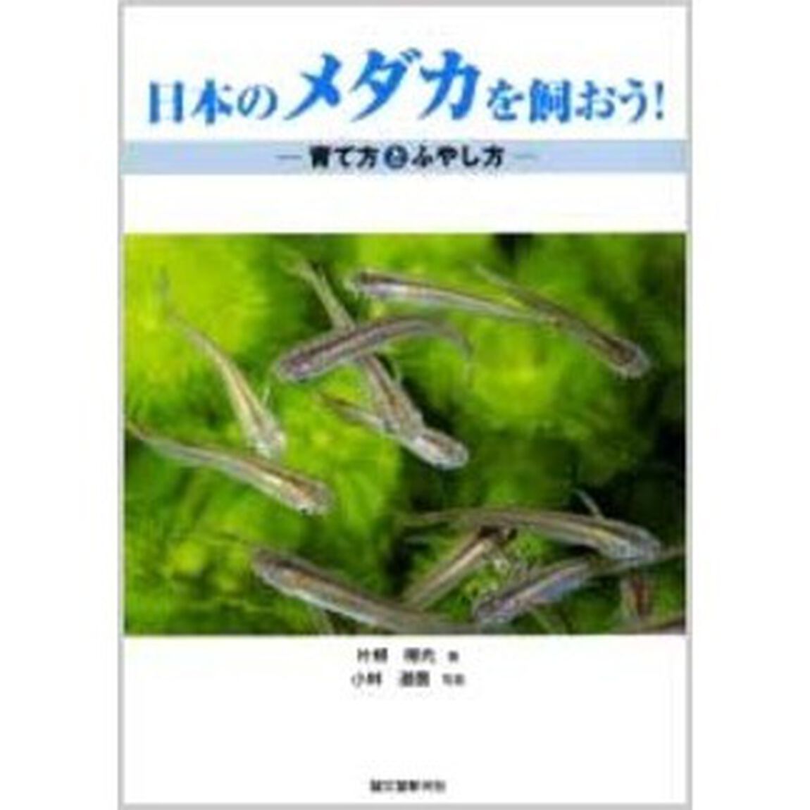 日本のメダカを飼おう！　育て方とふやし方