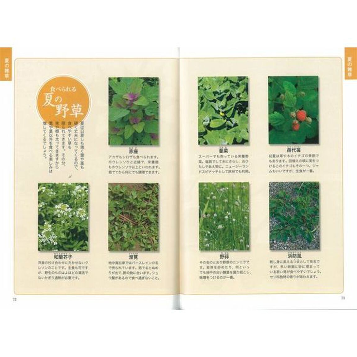 雑草の呼び名事典 散歩編 (写真でわかる)