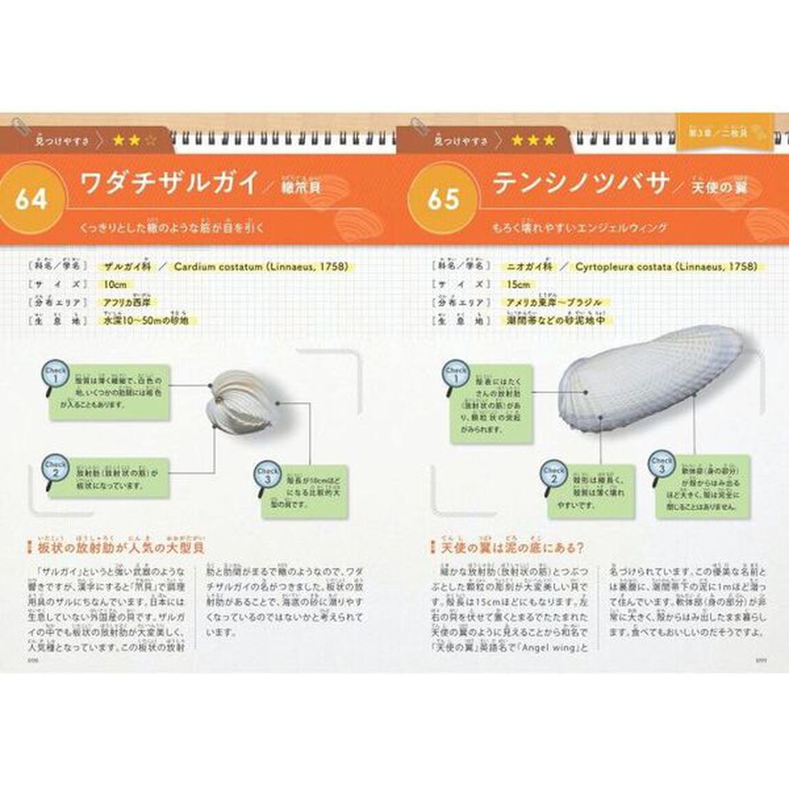 みんなが知りたい！貝殻のすべて　きれいな形や模様の魅力から殻の形成のヒミツまで