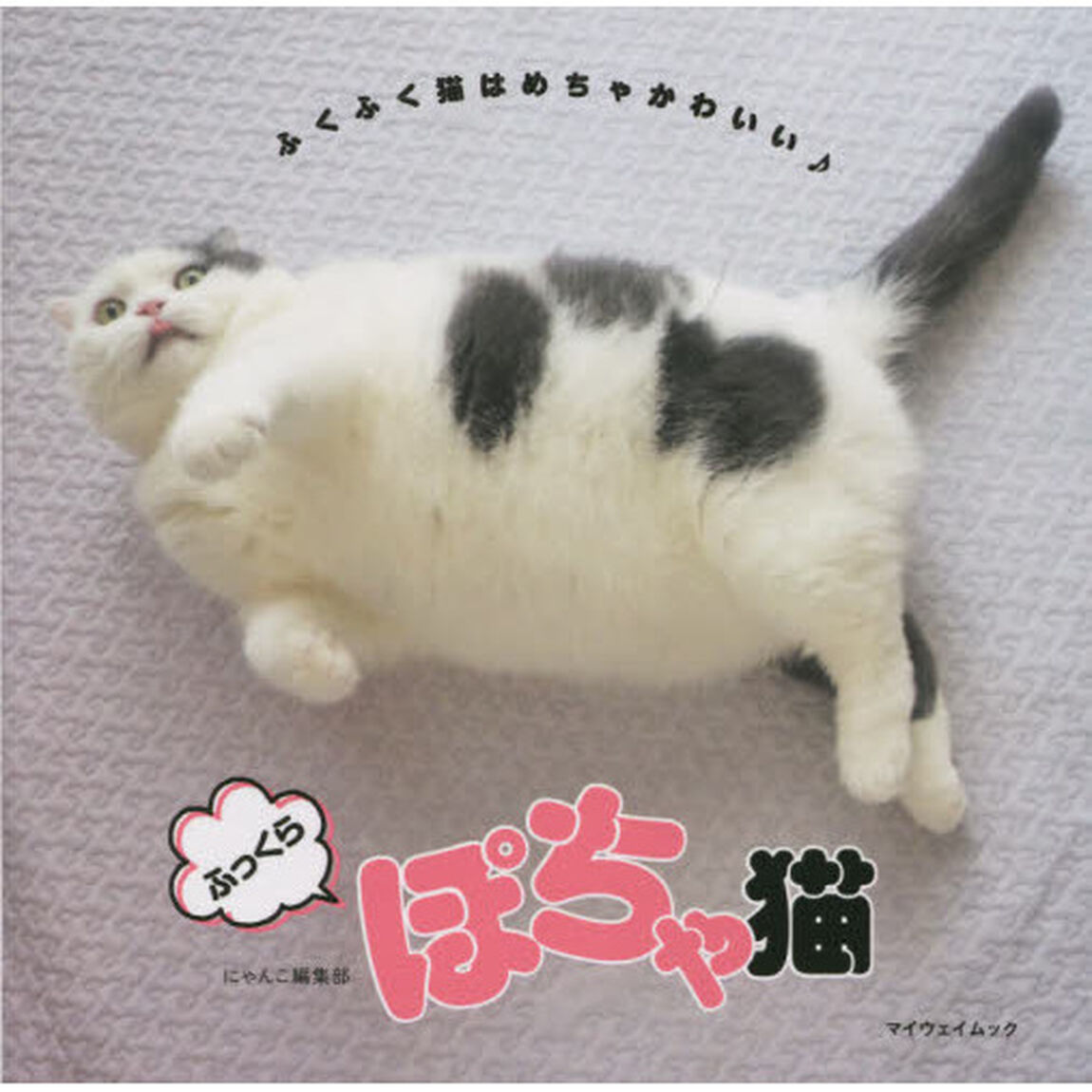ふっくらぽちゃ猫