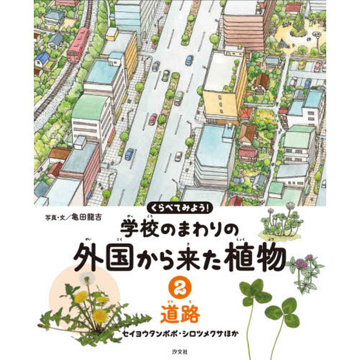 くらべてみよう！学校のまわりの外国から来た植物　２「道路　セイヨウタンポポ・シロツメクサほか」