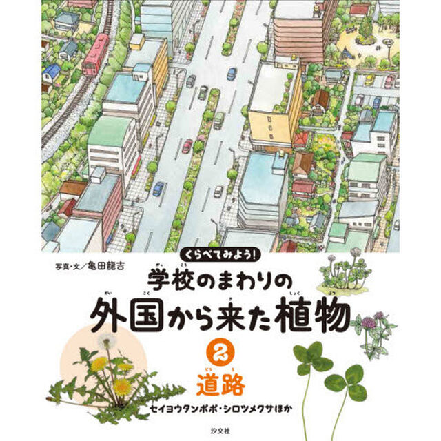 くらべてみよう！学校のまわりの外国から来た植物　２「道路　セイヨウタンポポ・シロツメクサほか」