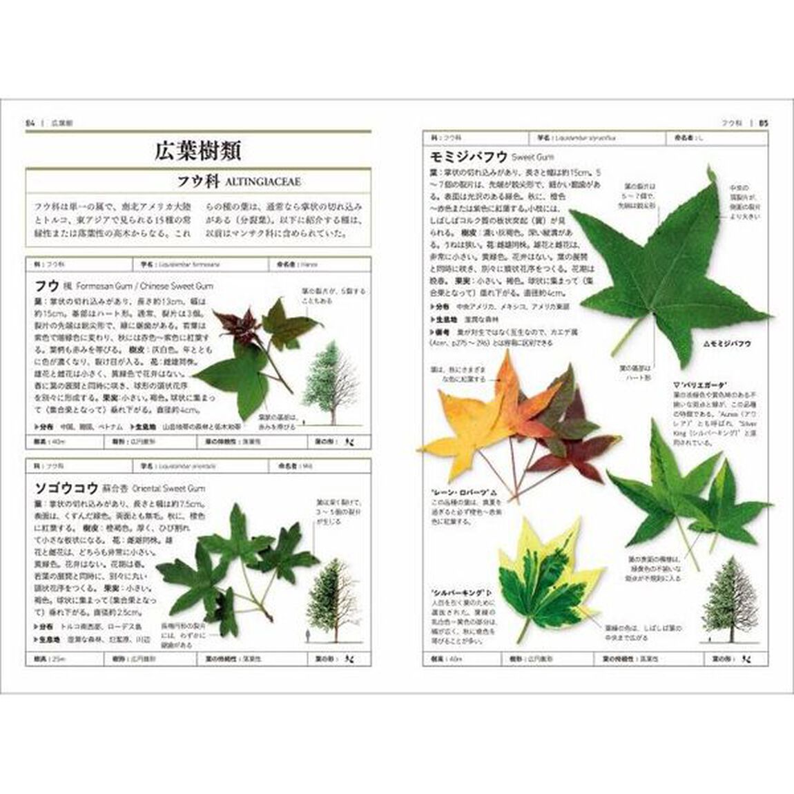 樹木図鑑