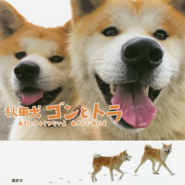 秋田犬ゴンとトラ　あきたけんじゃないよあきたいぬだよ