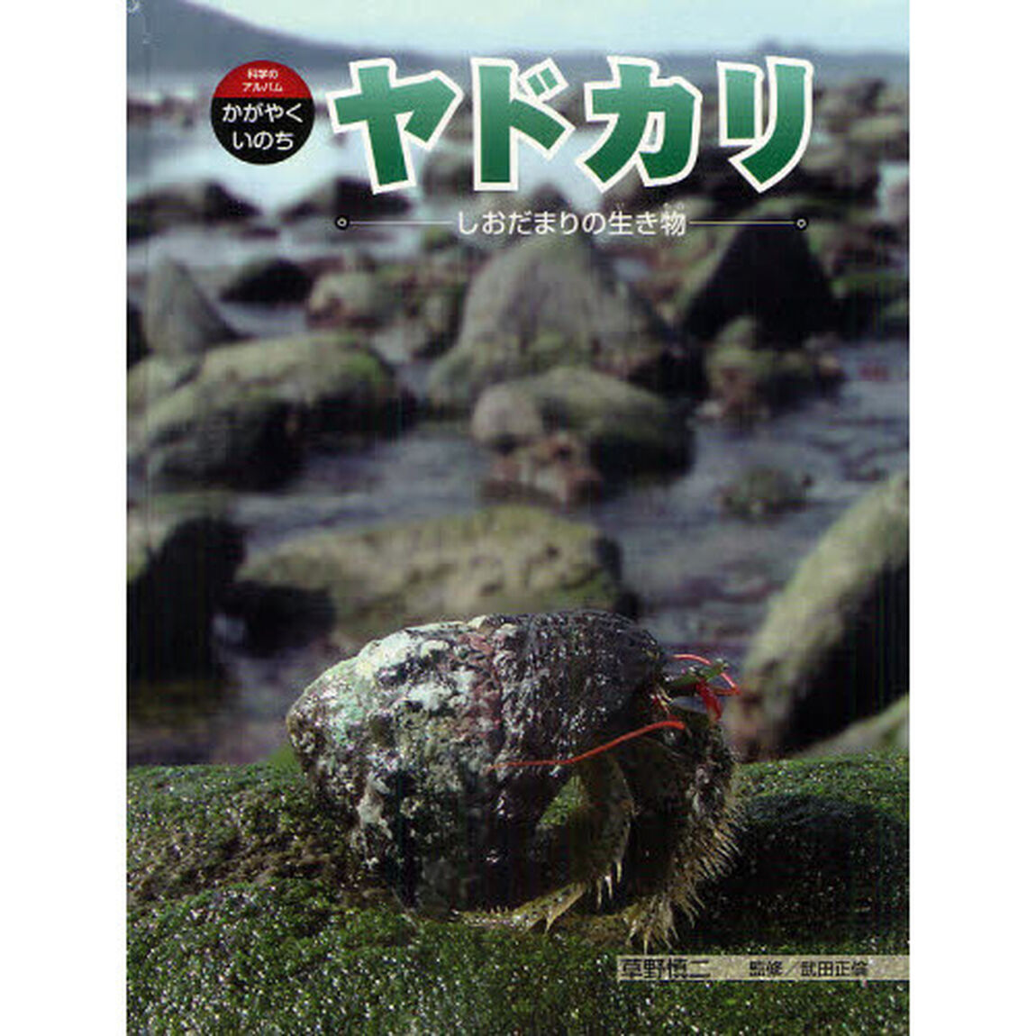 ヤドカリ　しおだまりの生き物