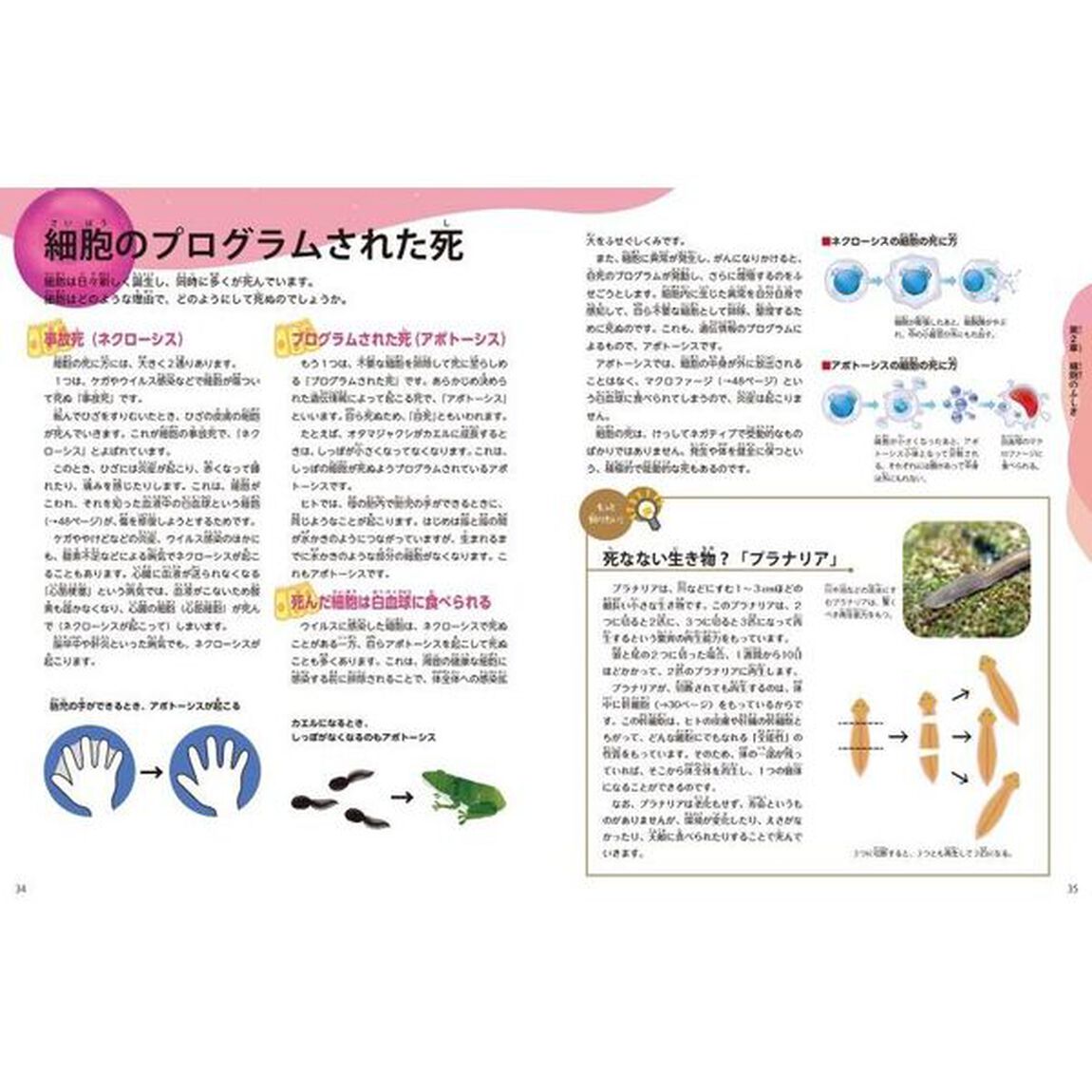 細胞って何だろう？ 生命のひみつをさぐろう