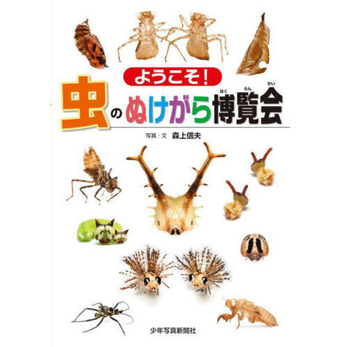 ようこそ！虫のぬけがら博覧会