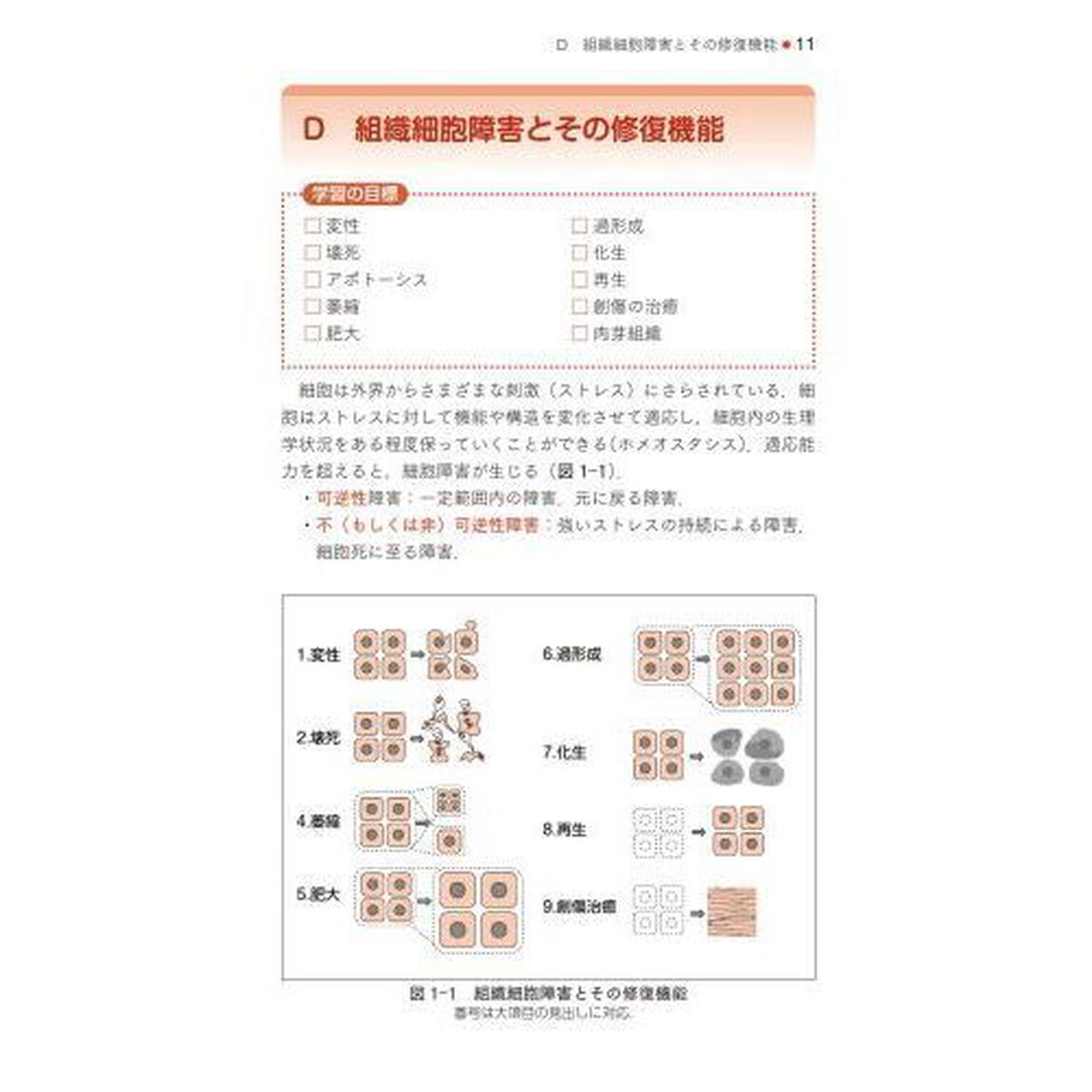 病理学／病理組織細胞学「第２版」