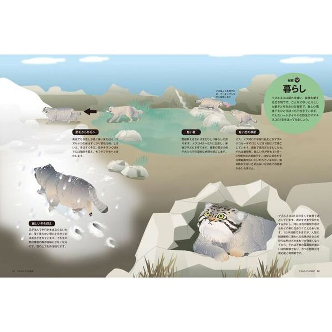 マヌルネコ１５の秘密