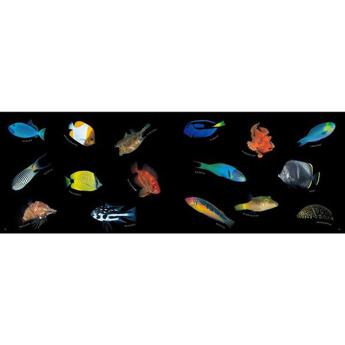 世界で一番美しい海のいきもの図鑑