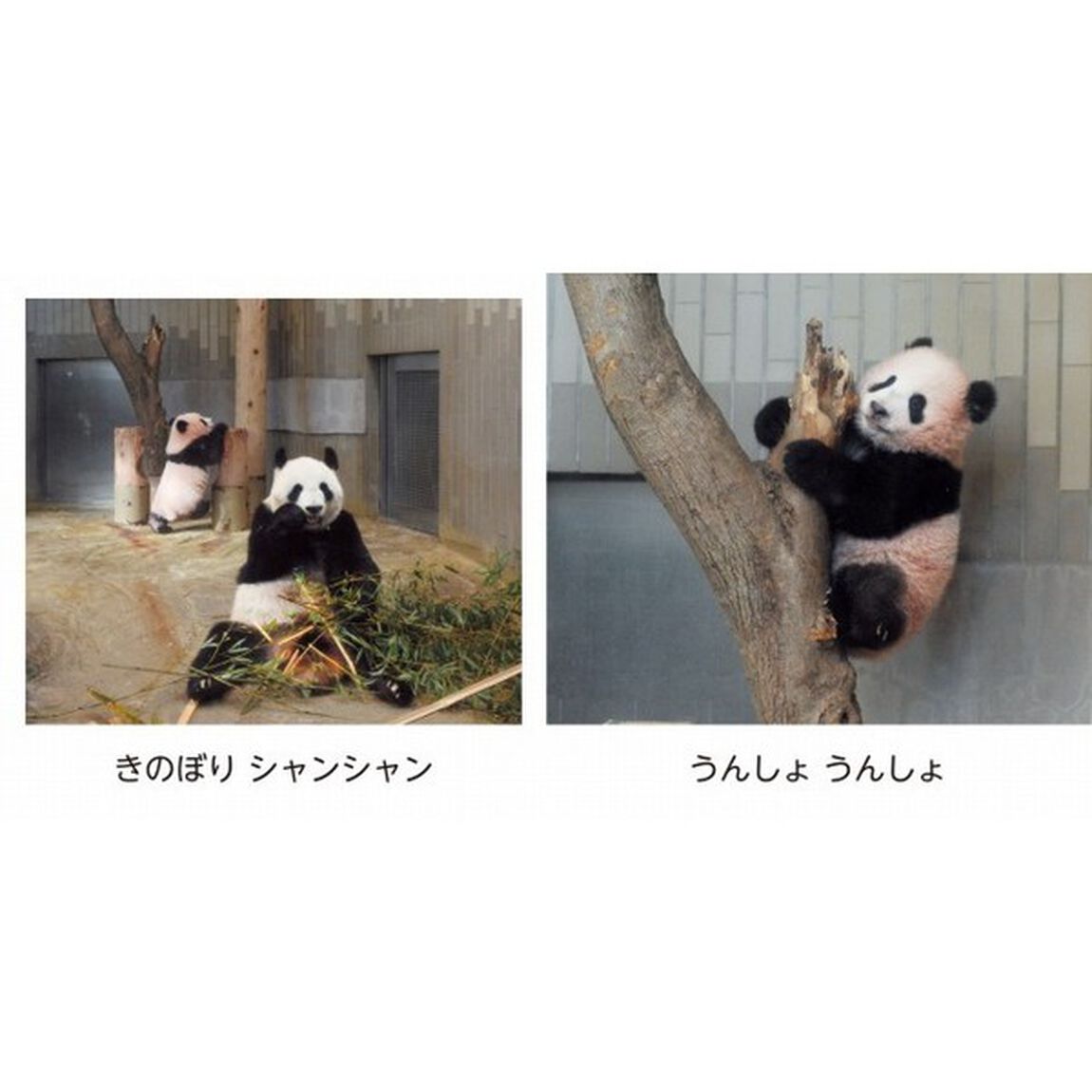とことこシャンシャン