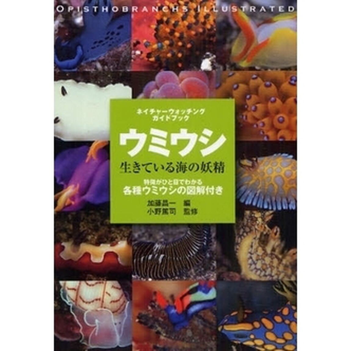 ウミウシ　生きている海の妖精　特徴がひと目でわかる各種ウミウシの図解付き