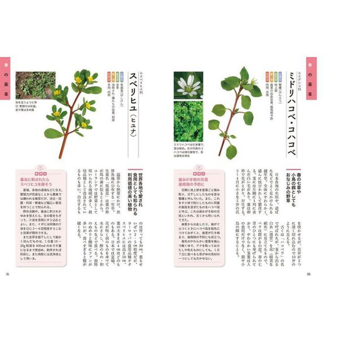 散歩で見つける薬草図鑑　見分け方・使い方がよくわかる