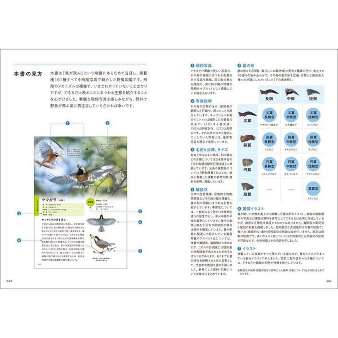 華麗なる野鳥飛翔図鑑
