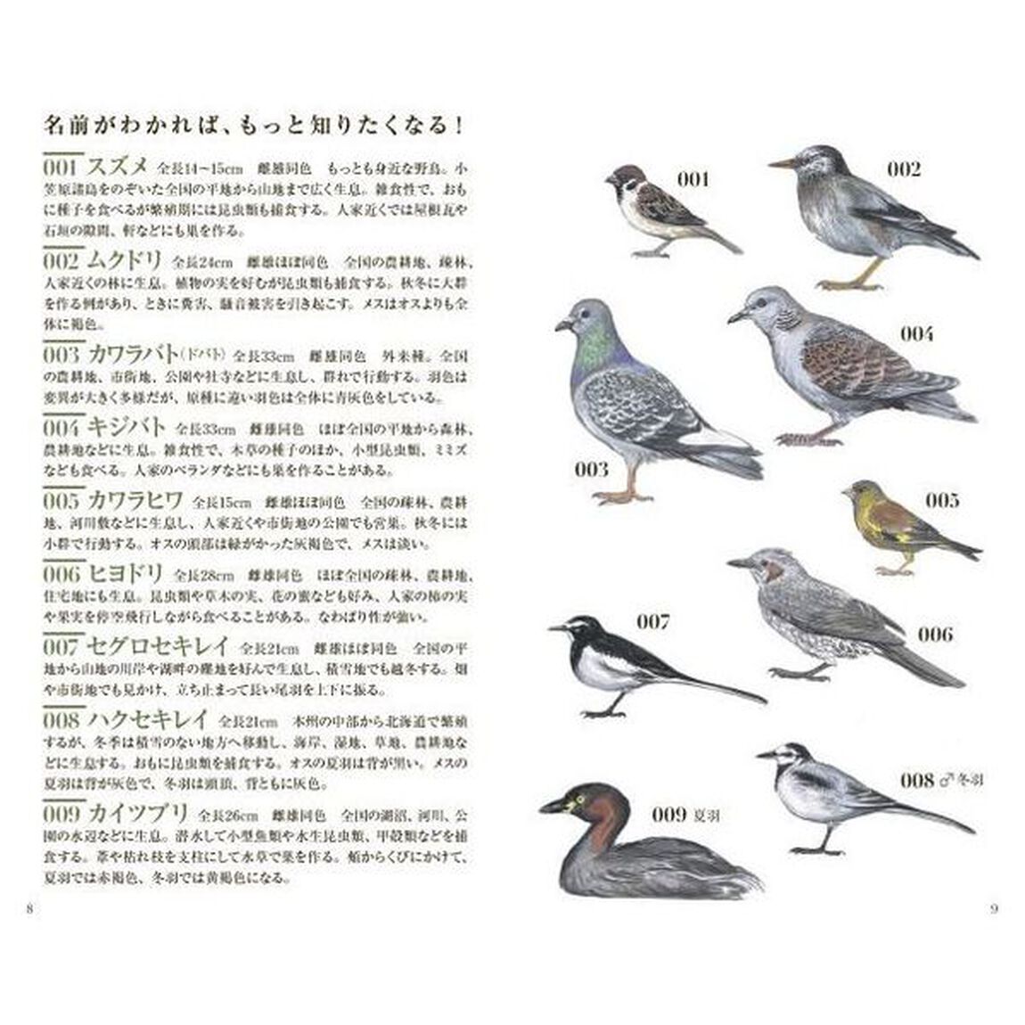 散歩が楽しくなる野鳥手帳