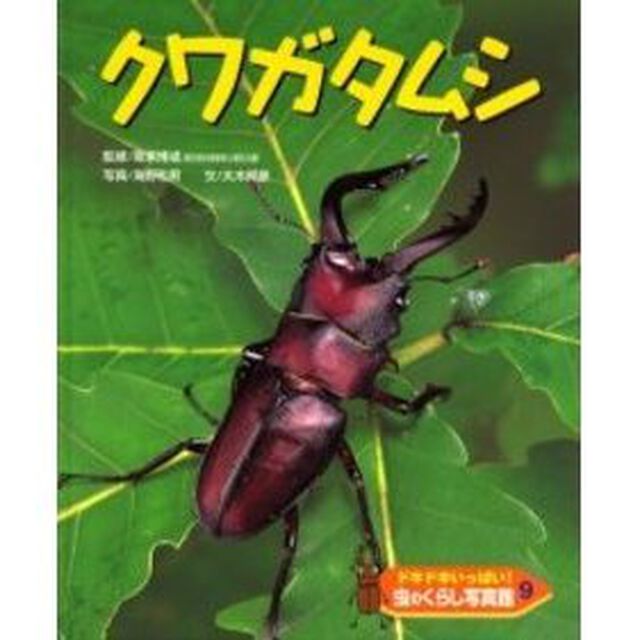 ドキドキいっぱい！虫のくらし写真館　９「クワガタムシ」