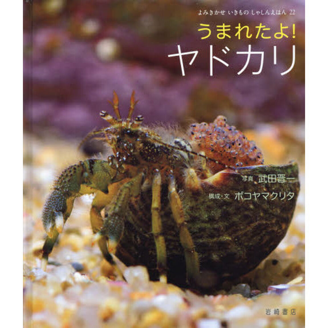 うまれたよ！ヤドカリ