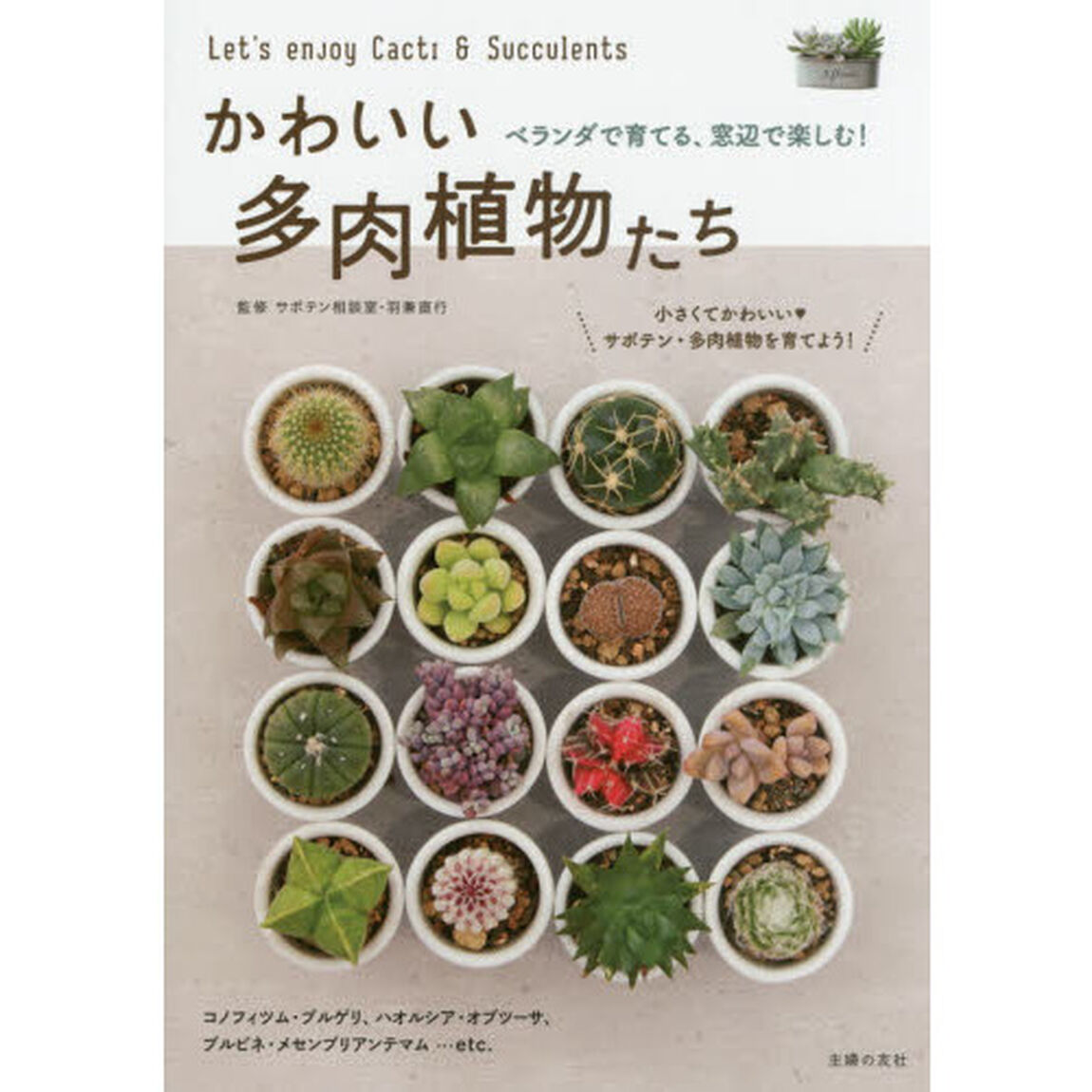 かわいい多肉植物たち　ベランダで育てる、窓辺で楽しむ！