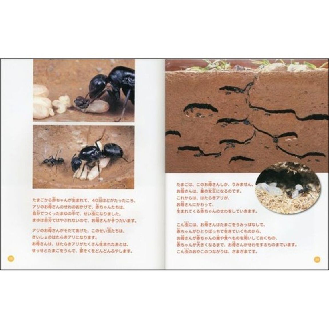 こん虫のふしぎ　５「こん虫のおやこ」